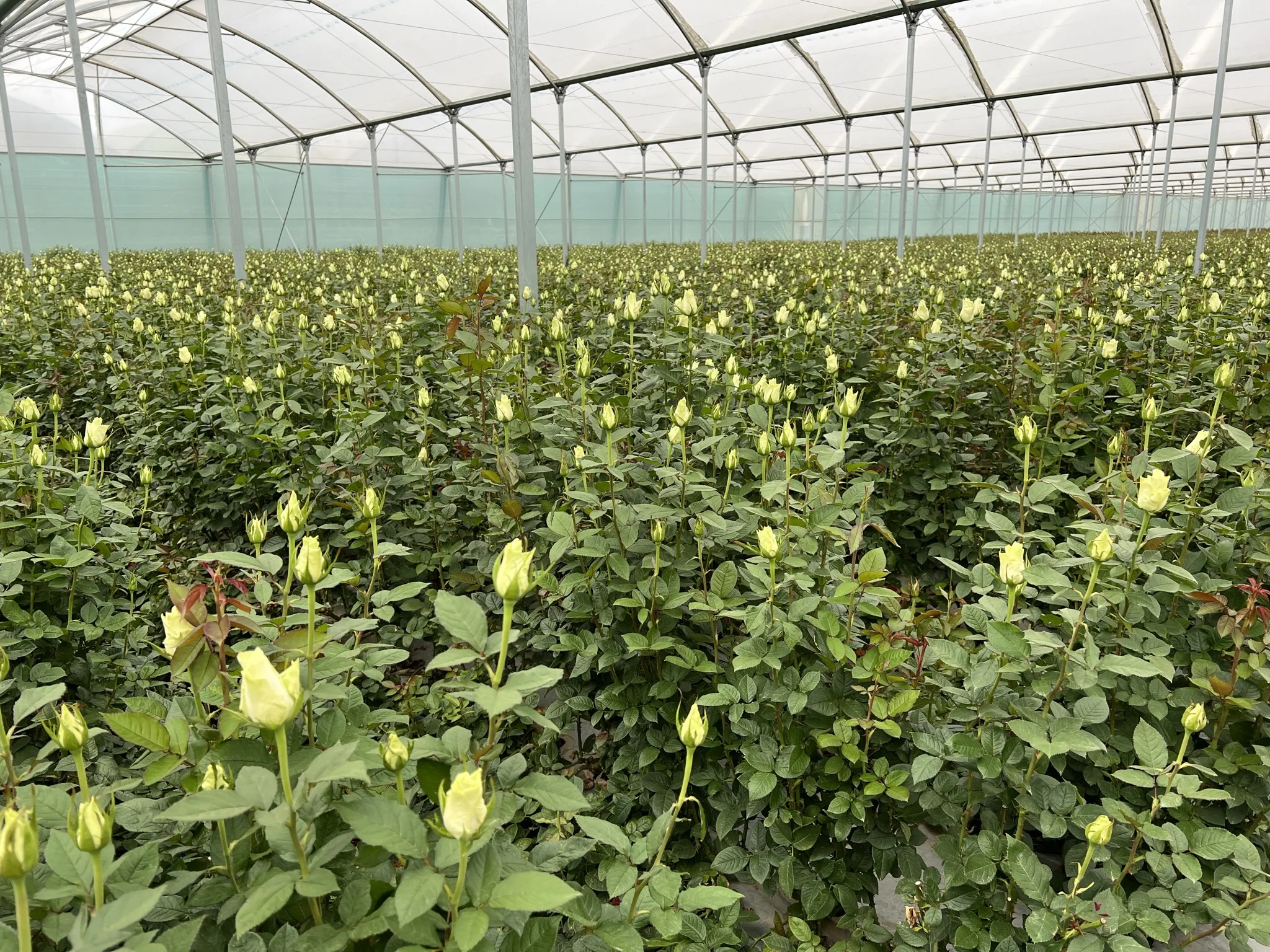 Valentines Day Flower Kenyan Pink Fresh Roses 4cm Head Size 52cm Stem Fresh Cut Flower Wedding