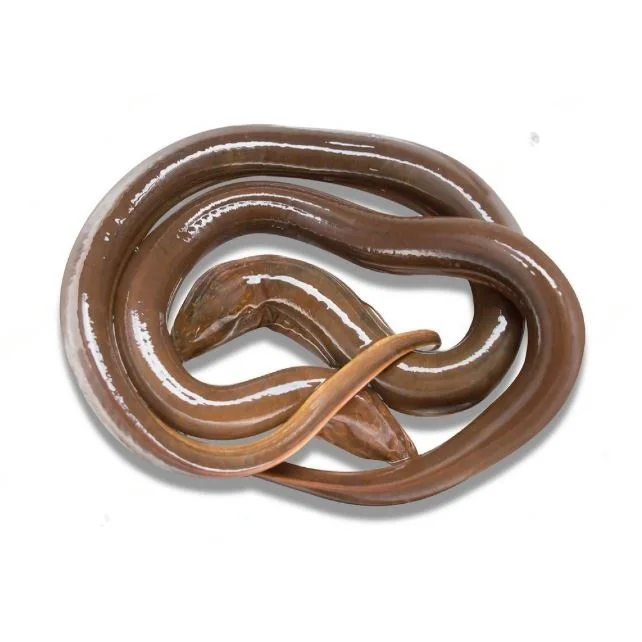 Best Quality Fresh Live Eel Fish -fresh Frozen Fillet Of Conger Eel