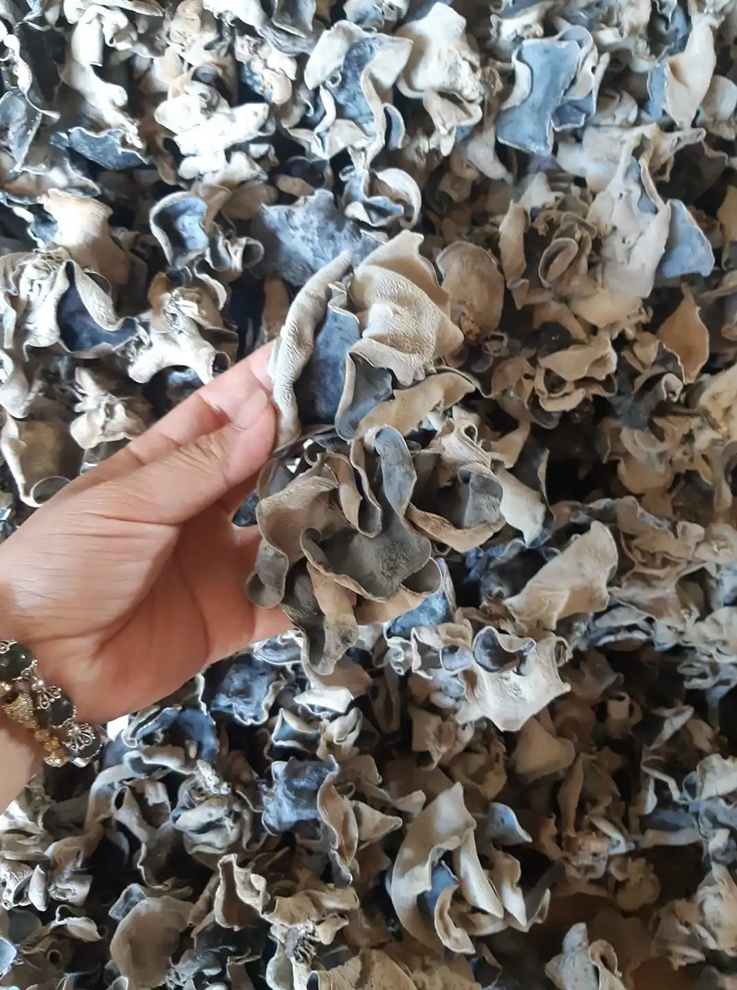 Export Stand Dried Woodear Mushroom / Tree Ear Fungus For Cooking