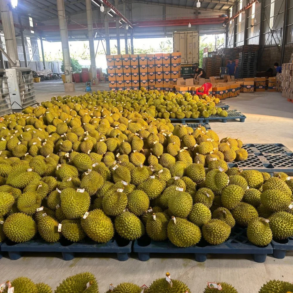 Fresh Durians Vietnam New Crop Sweet Taste Year Round Season Best For