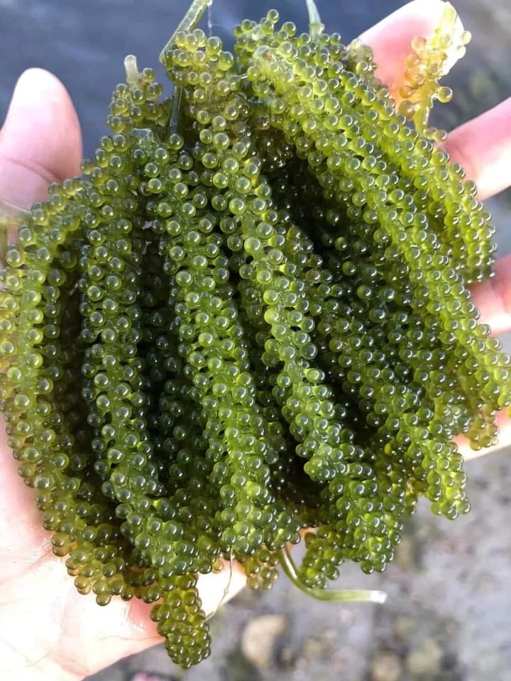 Dehydrated Sea Grapes Sea Grapes From Vietnam Sea Grapes Eucheuma