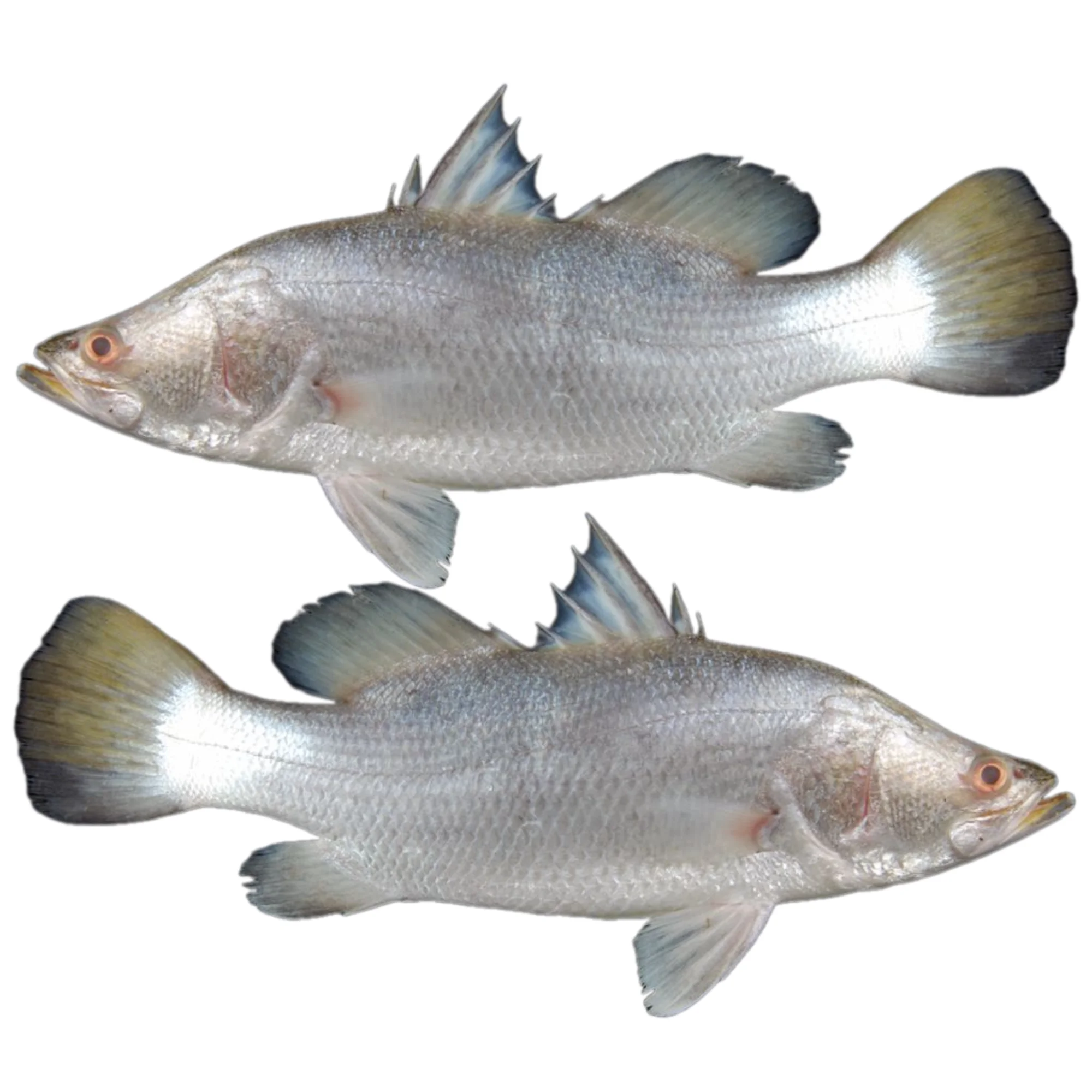 Fresh Sea White Snapper Fish,International Quality Frozen White ...