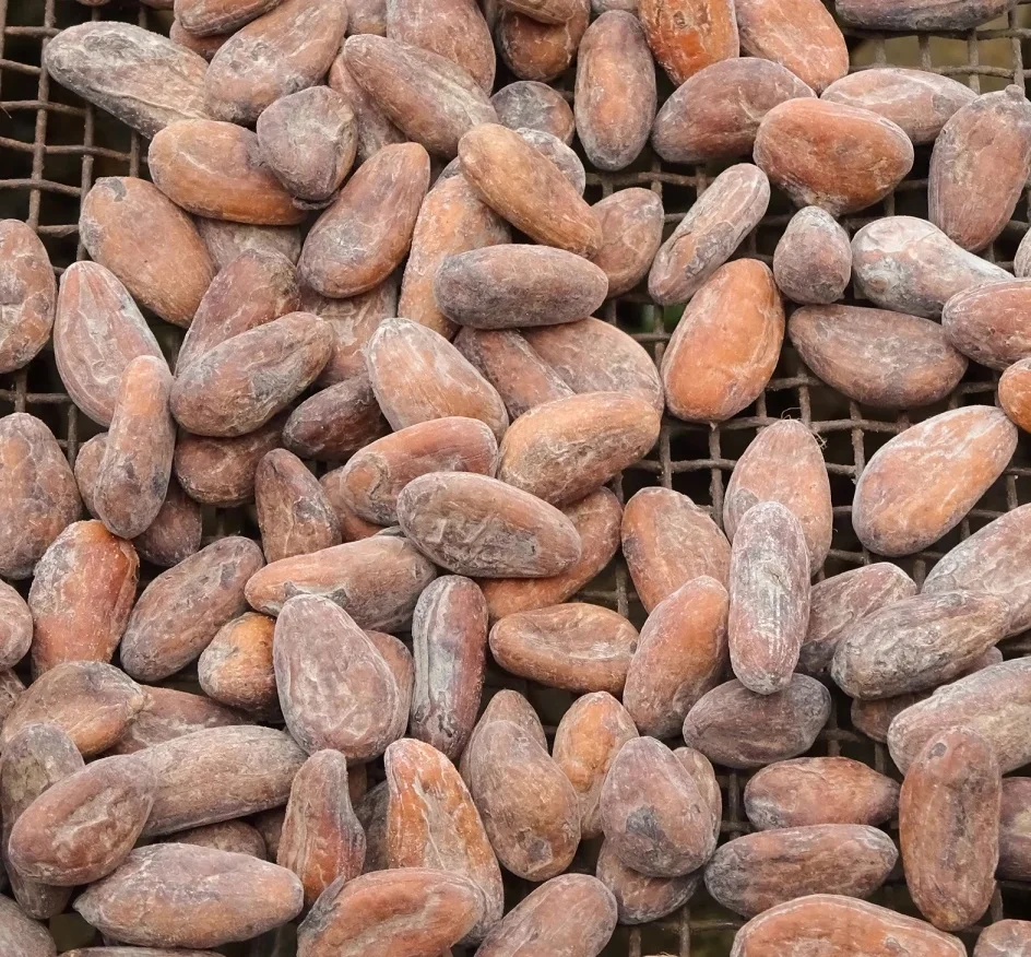 Peru Cacao Beans Peruvian Cacao Beans Buy Cacao Cacao Powder Caca