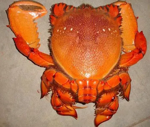 Whole King Crab -alaskan King Crab/ Colossal Red King Crab Legs For