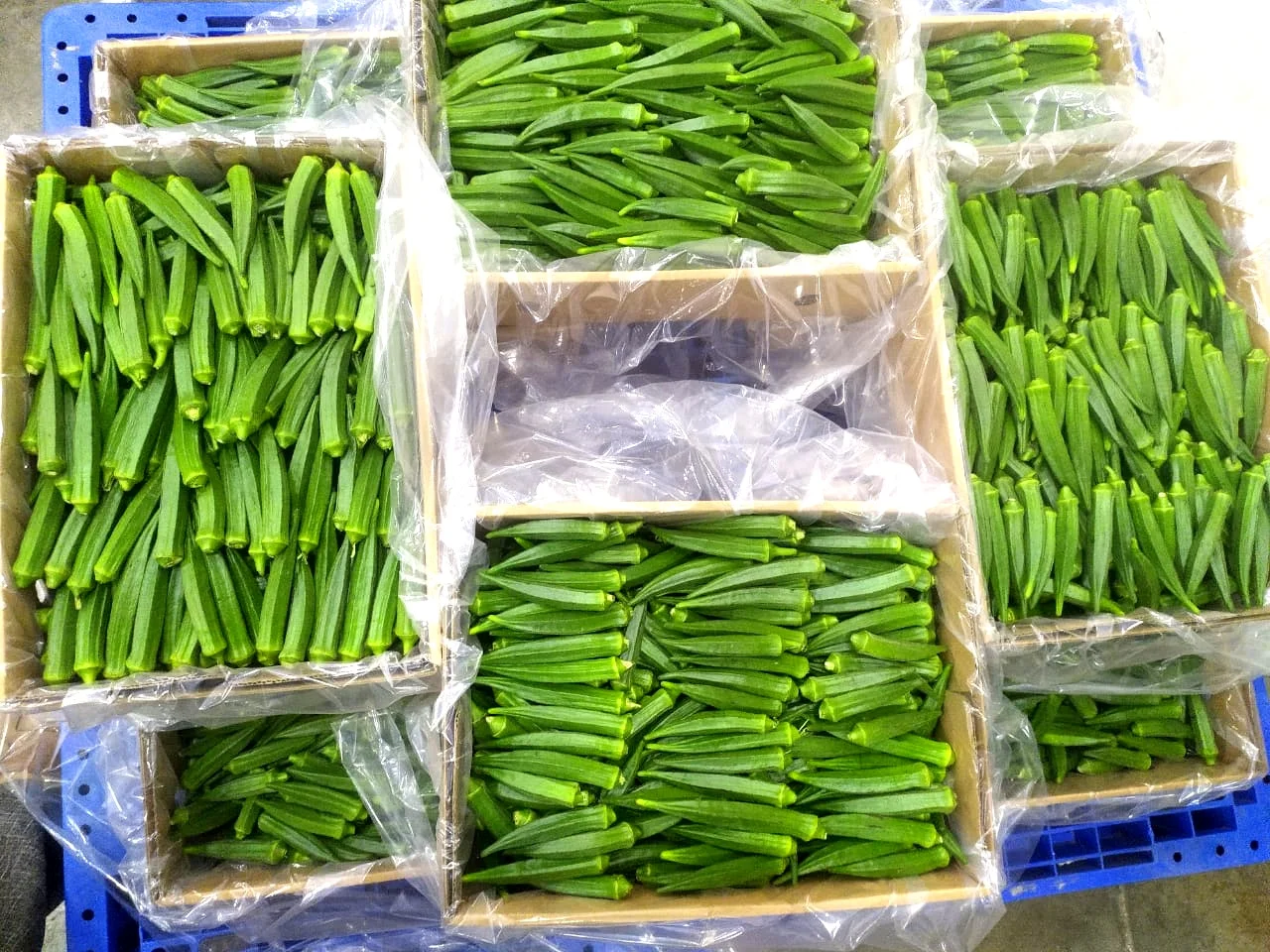 Fresh Okra Fresh Vegetables Organic Fresh Products Fresh Style Weight Origin Top Grade From