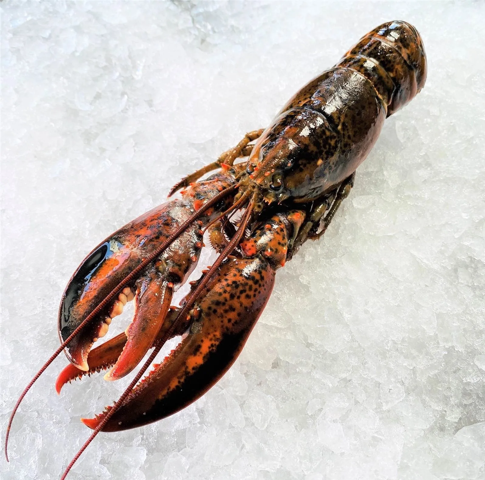 High Quality Fresh Seafood Frozen Lobster Raw Lobsters With Highest