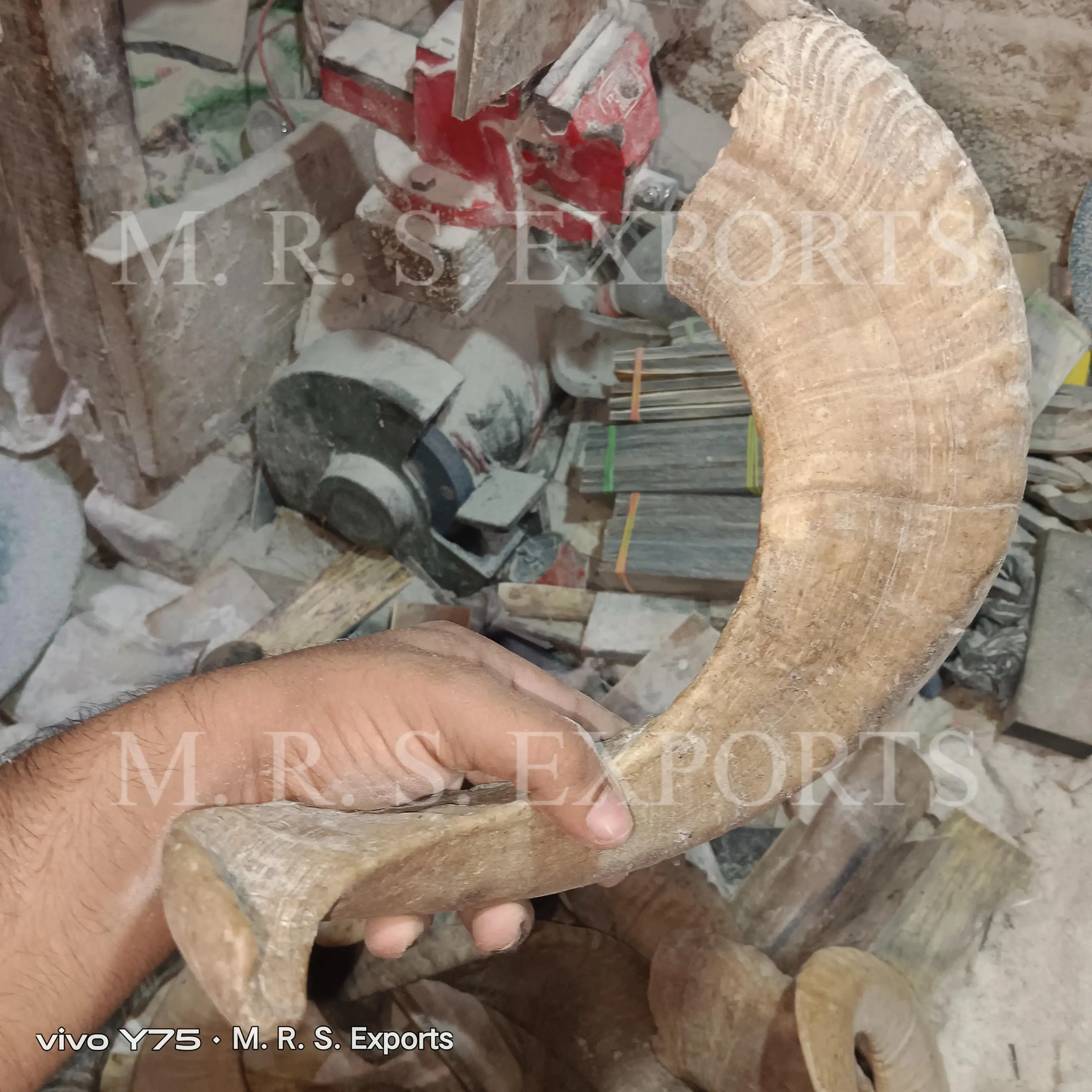 100 High Quality Sheep Horns Shofar Horns Natural Finished At Cheap