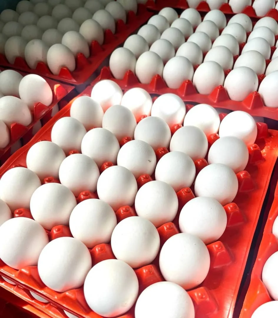 White And Brown Chicken Eggs Available At Cheap Price/fresh Chicken