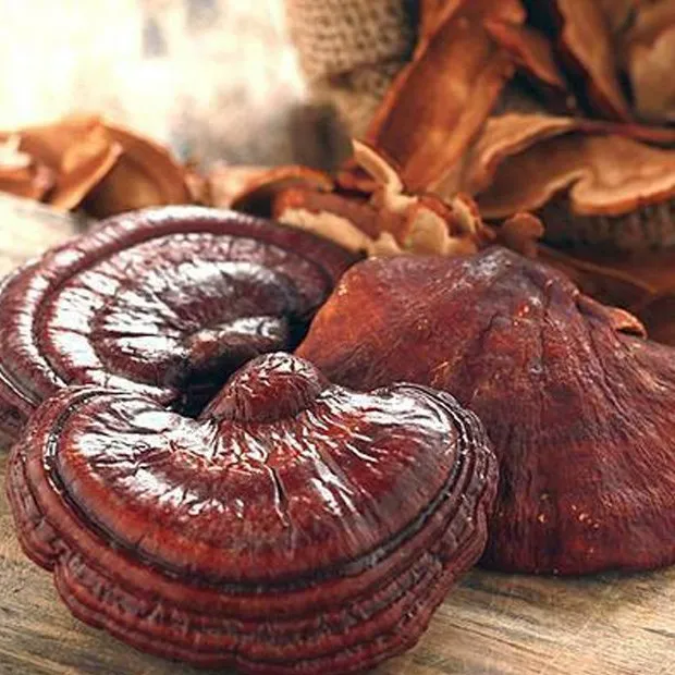 Vietnam Wild Ganoderma Lucidum Reishi Mushroom Dry Lucid Ganoderma For ...