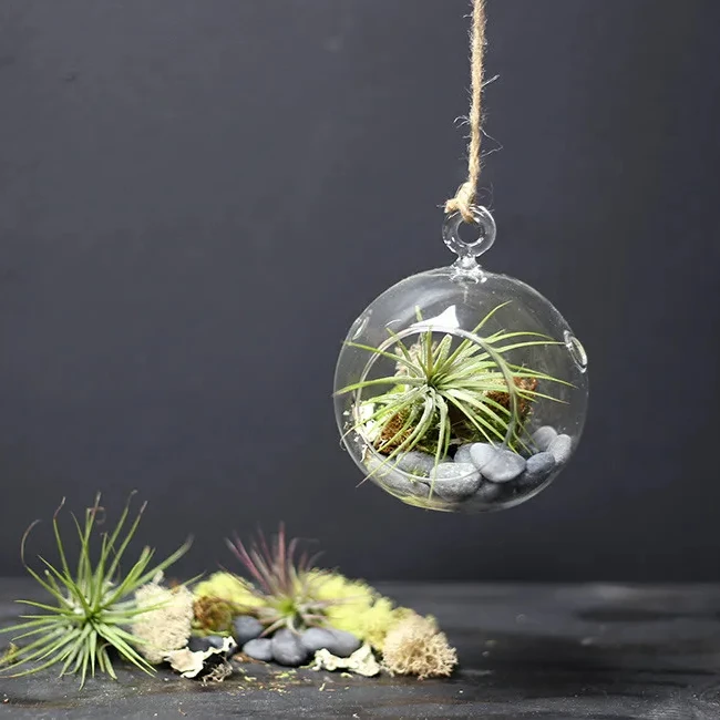 Wholesale Glass Globe Plant Terrarium Home Decor Custom Handblown ...