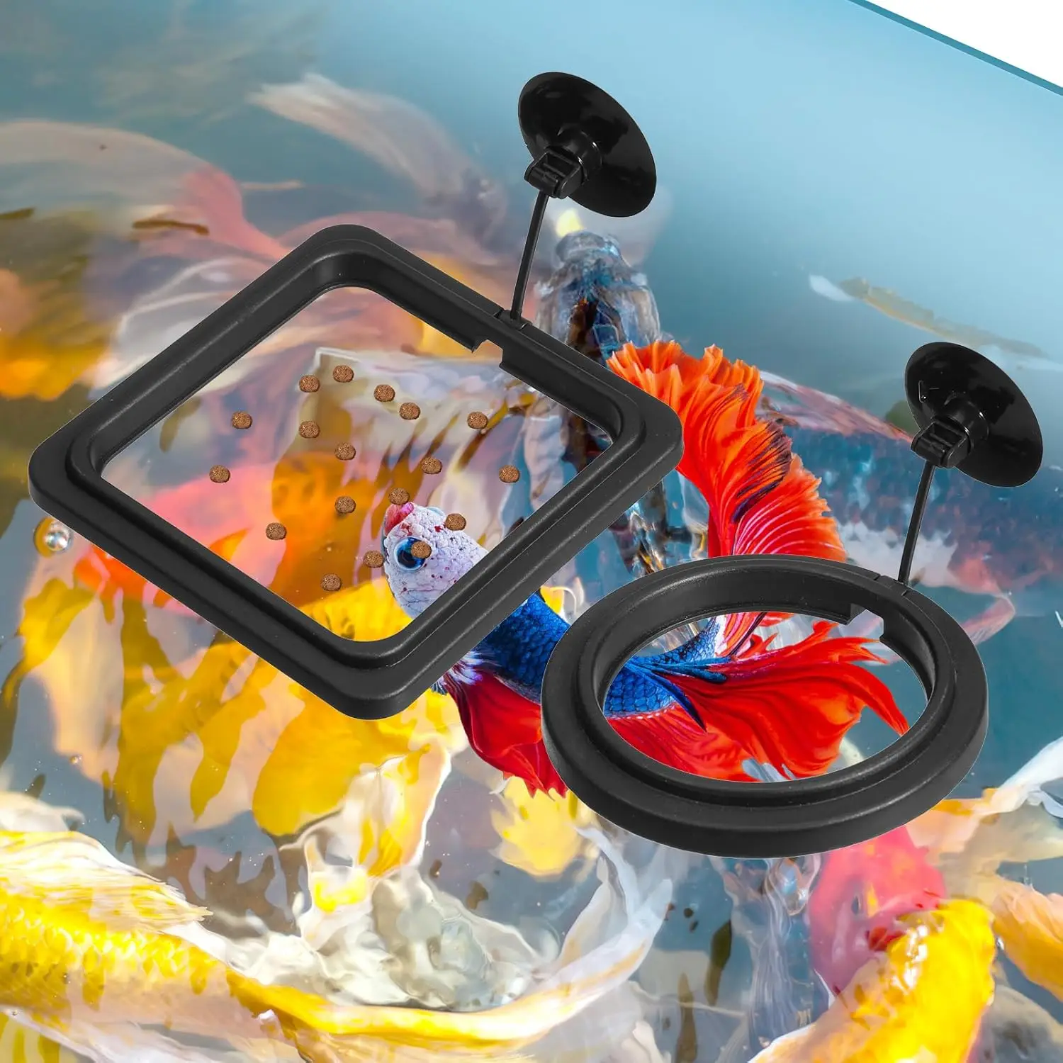 Feeding Ring Set Floating Feeder