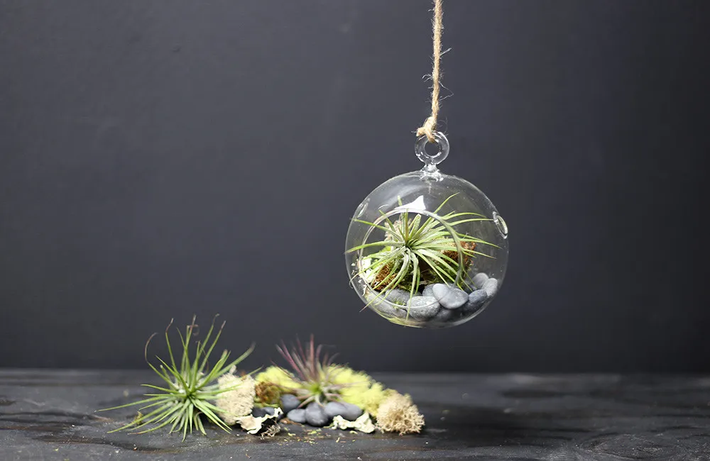 Wholesale Glass Globe Plant Terrarium Home Decor Custom Handblown ...