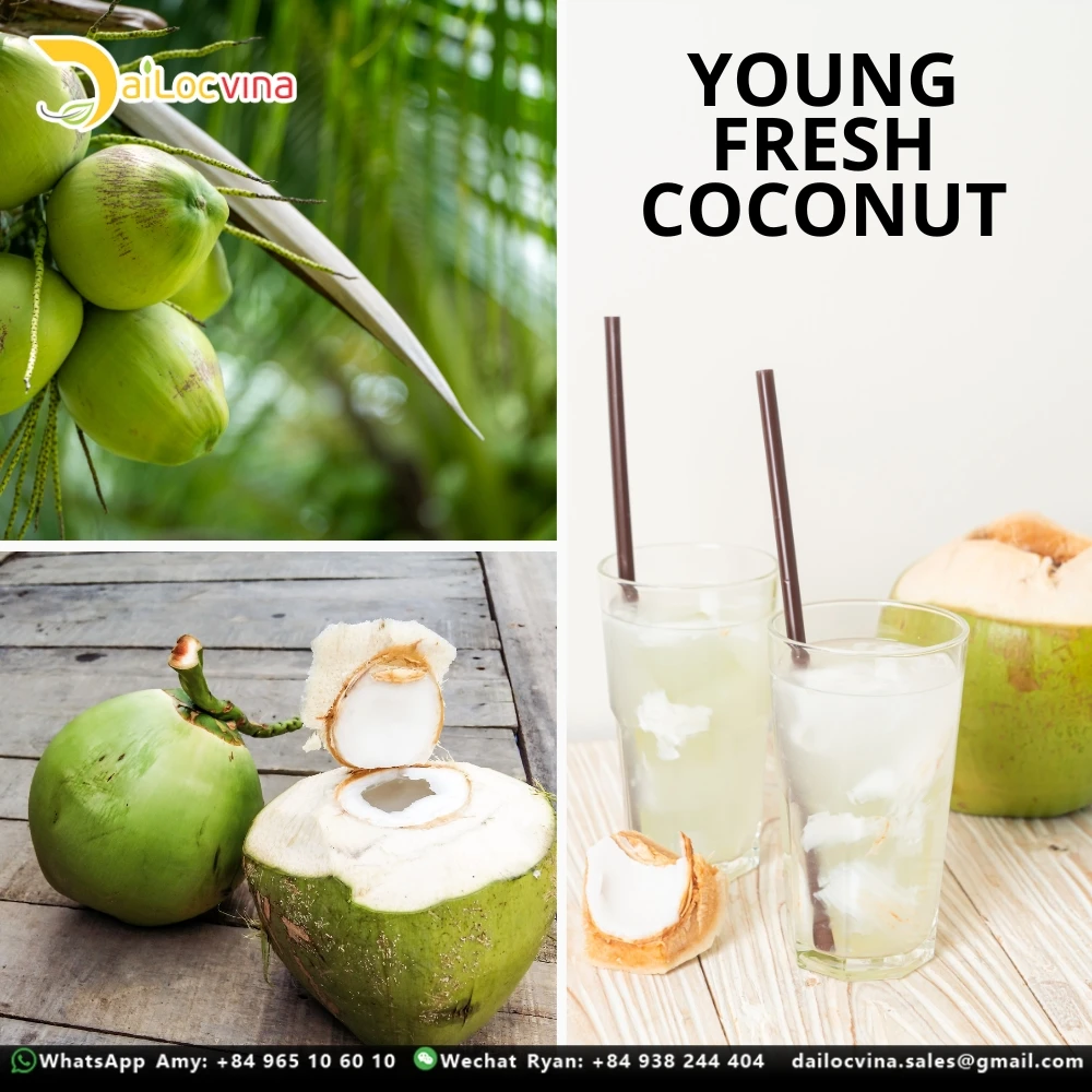 Vietnam Young Fresh Coconut With Best Price,Bentre Coconut Buy