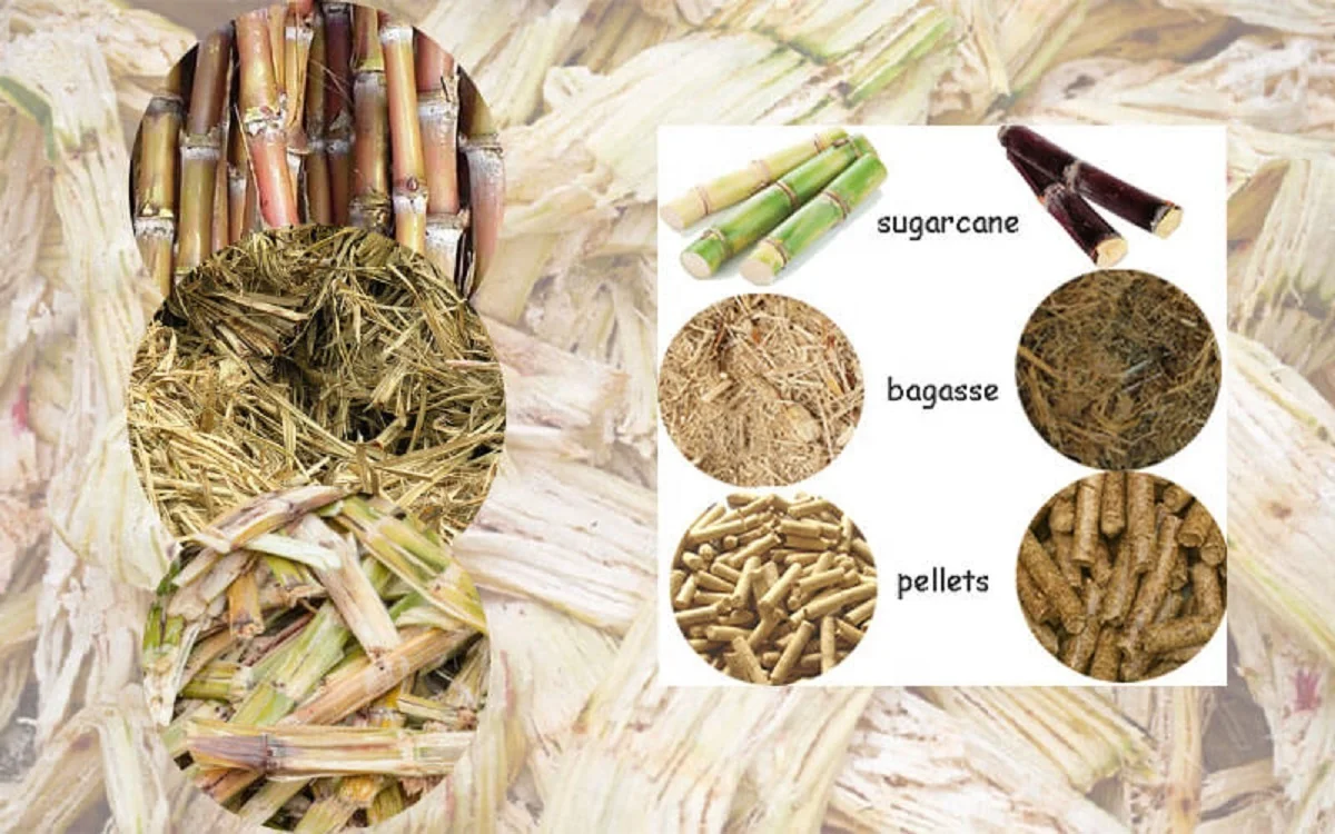 Sugarcane Bagasse Waste/ Sugar Can Fiber/ Agricultural Waste - Buy ...