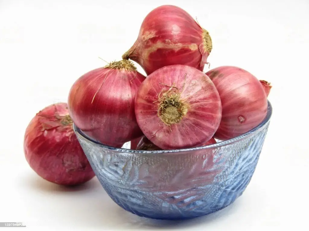 Fresh Indian Big Onion For Export Vietnam Malaysia Singapore Style