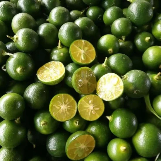 Wholesale Green Calamansi Frozen Sour Kumquat Fruit Origin Vietnam