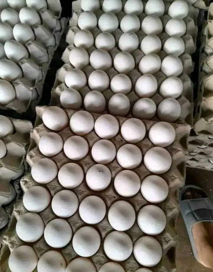 Organic White Fresh Chicken Table Eggs/fresh Chicken In Bulk Supply In