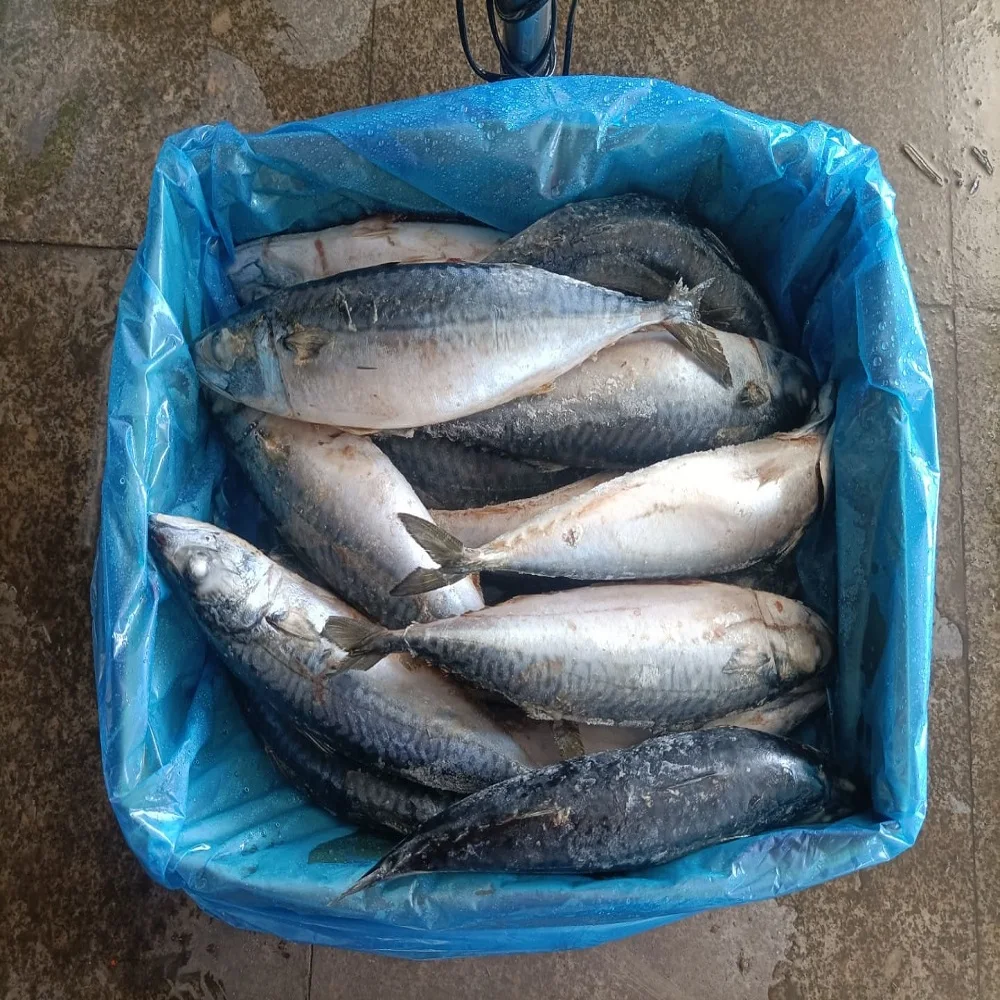 Frozen Mackerel Fish Atlantic Mackerel Buy New Fresh