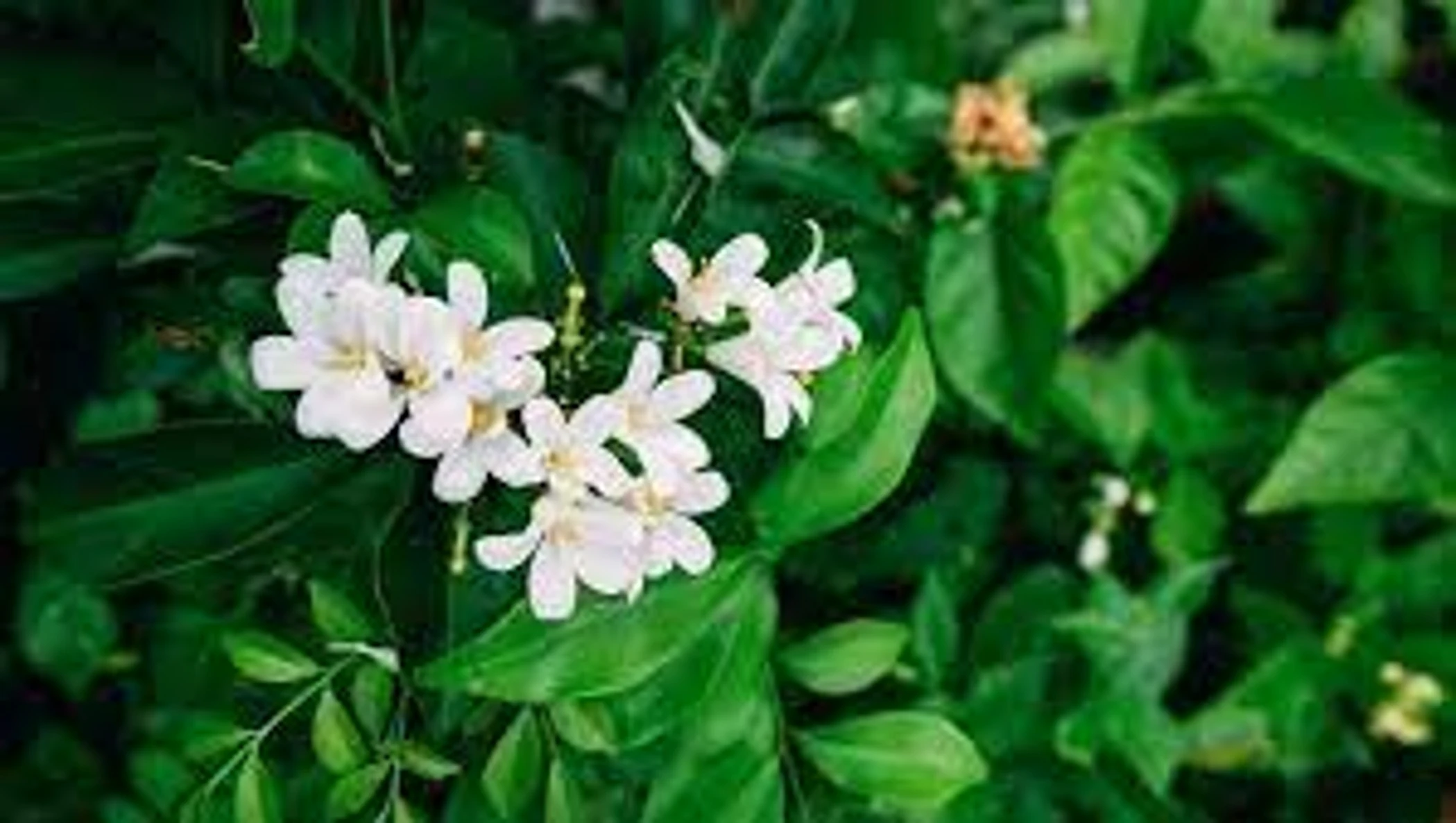 Fresh Jasmine Flowers Buy Jasmine Flower Indian Wedding Decor Jasmine
