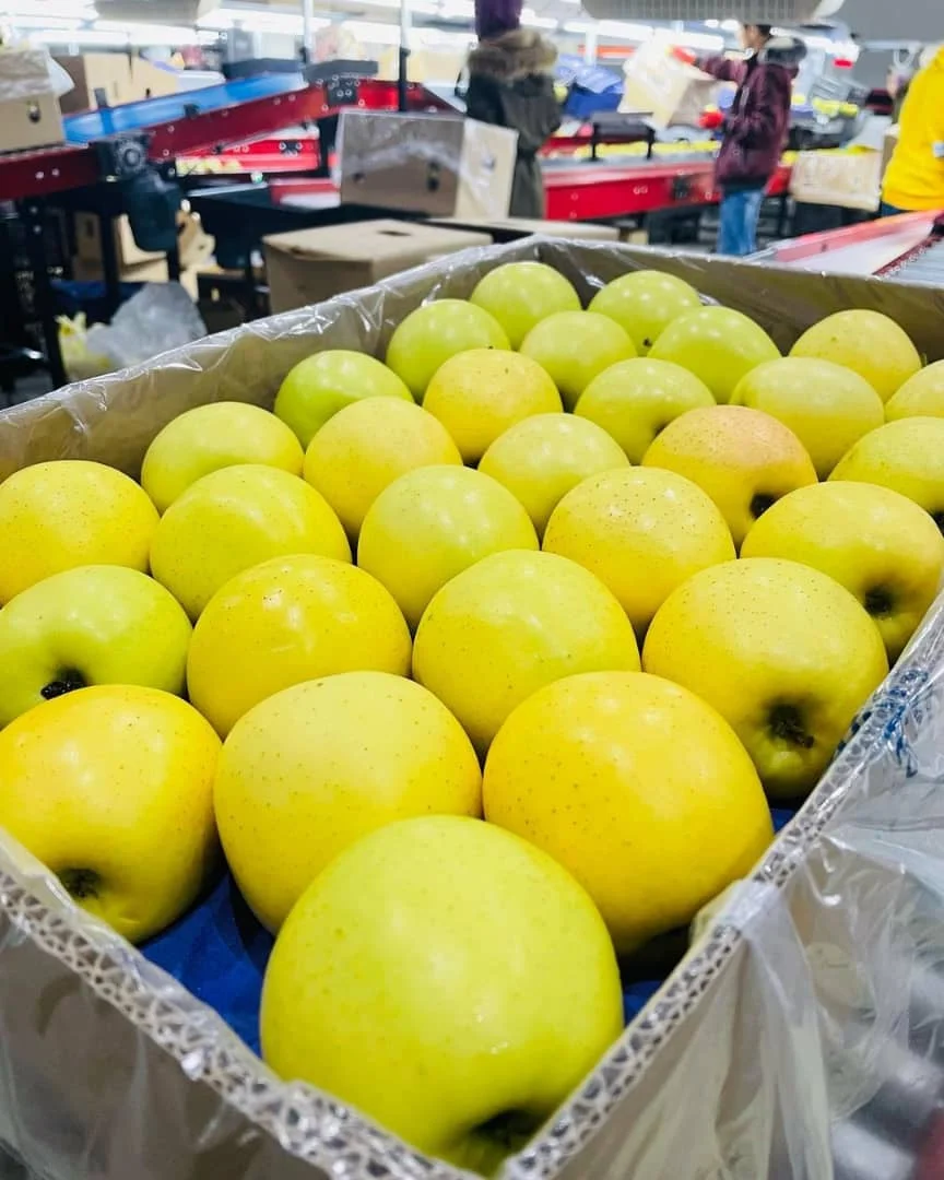 Fresh Royal Gala Apples From Fresh Fruits Farms Buy Sweet Fresh Royal