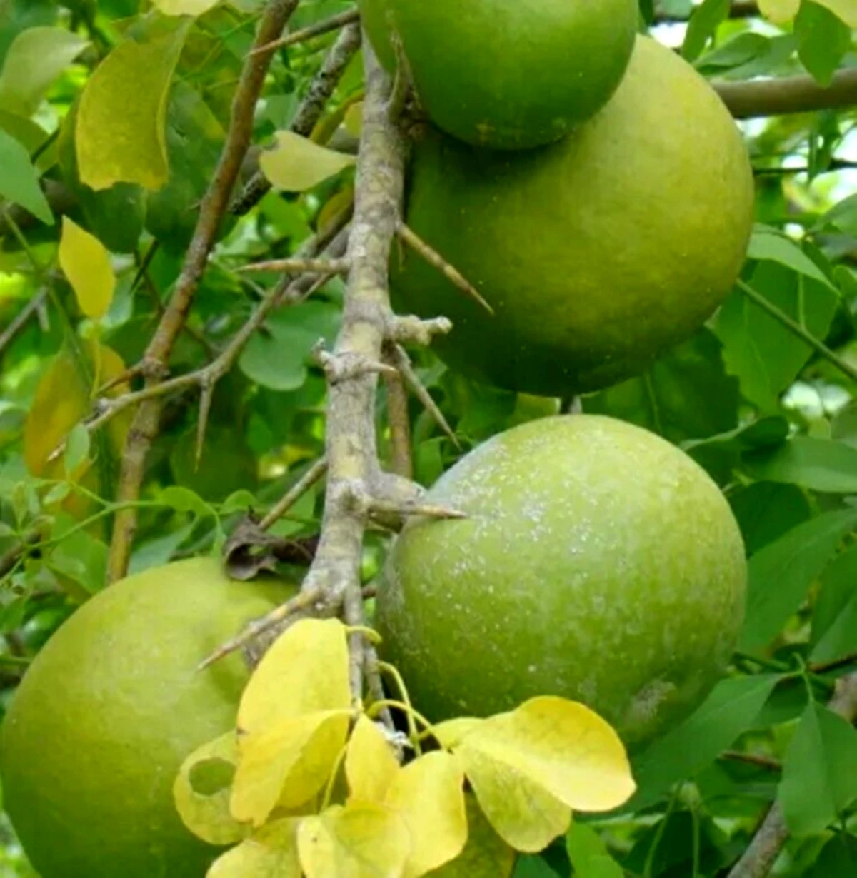 Bael Fruit Powder 100 Herbs Bel Giri Fruit Wood Apple Powder Aegle