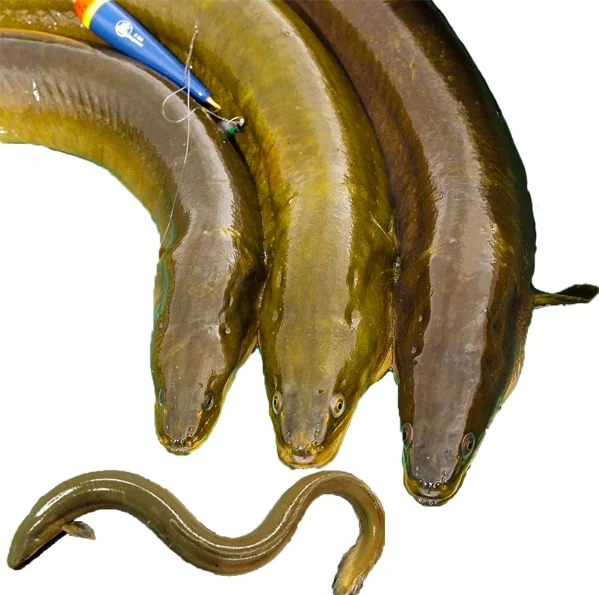 Factory Direct High Quality Frozen Eel Fish Whole Frozen Fresh Conger