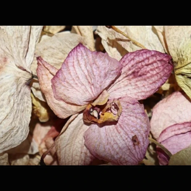 Diy Ingredient Dried Orchid Flowers Natural Retail And Wholesale
