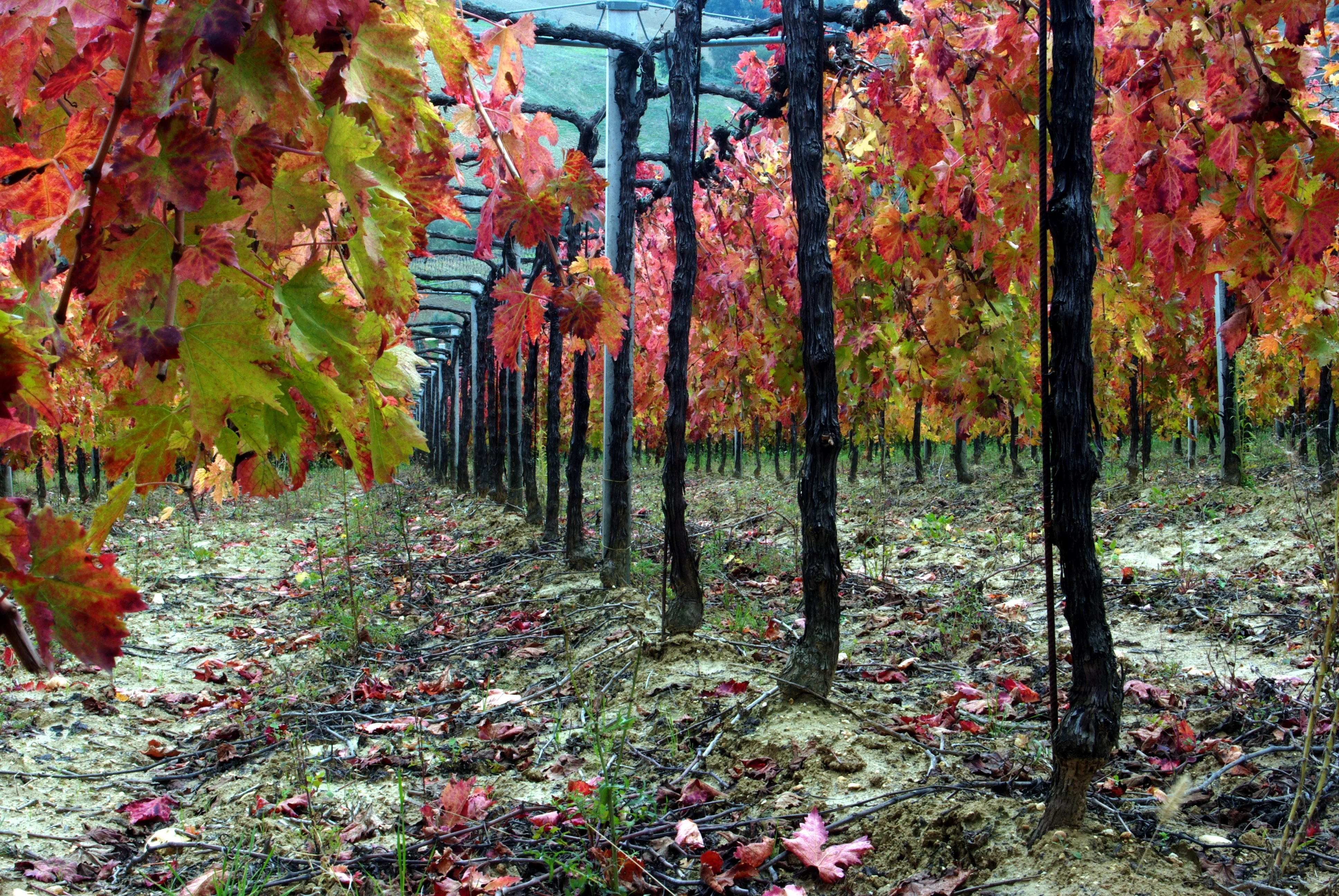 High Italian Quality Bio Oaked 75cl Montepulciano Grapes Doc Red Wine