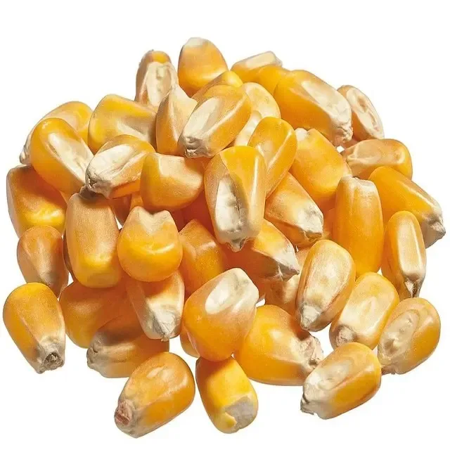 Yellow Corn White Maize For Human Animal Feed Sweet Corn Price Packaging In Bags Yellow For Sale