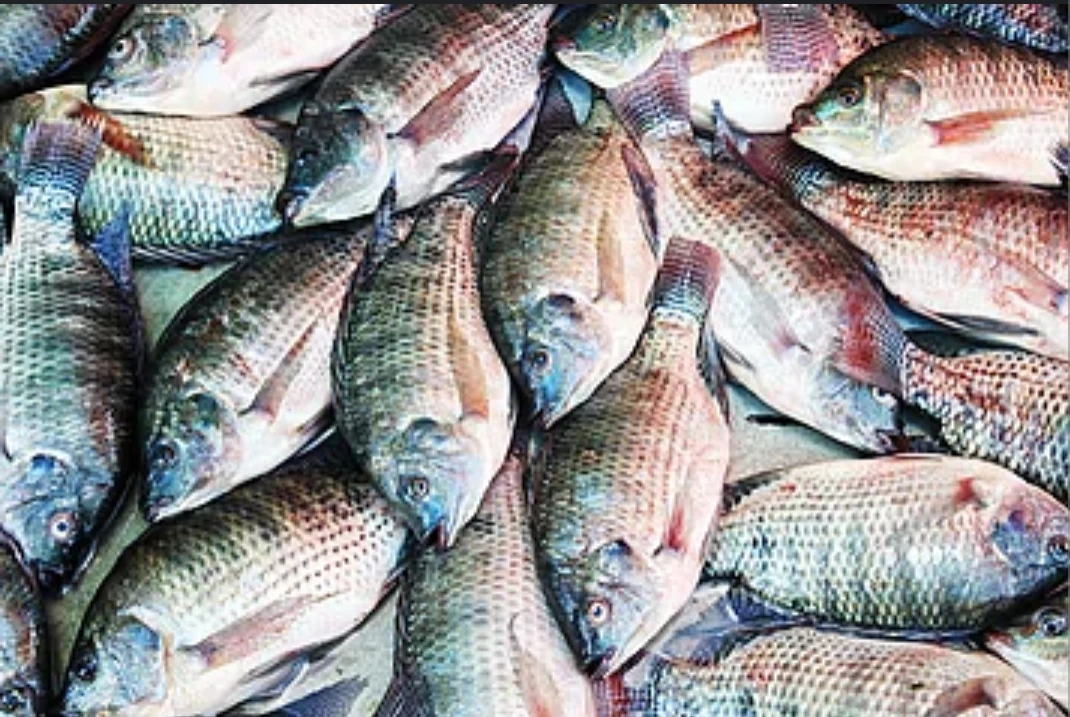 Wholesale Seafood Fresh Frozen Red Tilapia Fish Red Snapper Tilapia