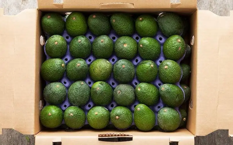 Fresh Avocado From West Africa Non Gmo Avocado - Buy Frozen Avocado ...