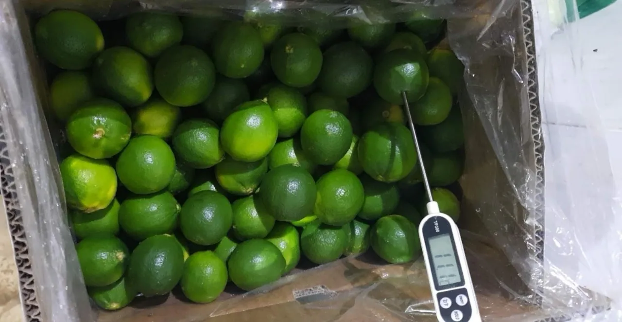 Premium Fresh Seedless Limes High Quality Organic Juicy Green Citrus