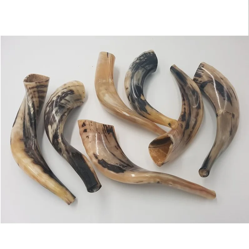 Horn Ram Shofar Horn For Jewish Religious Purposes Best Quality Ram