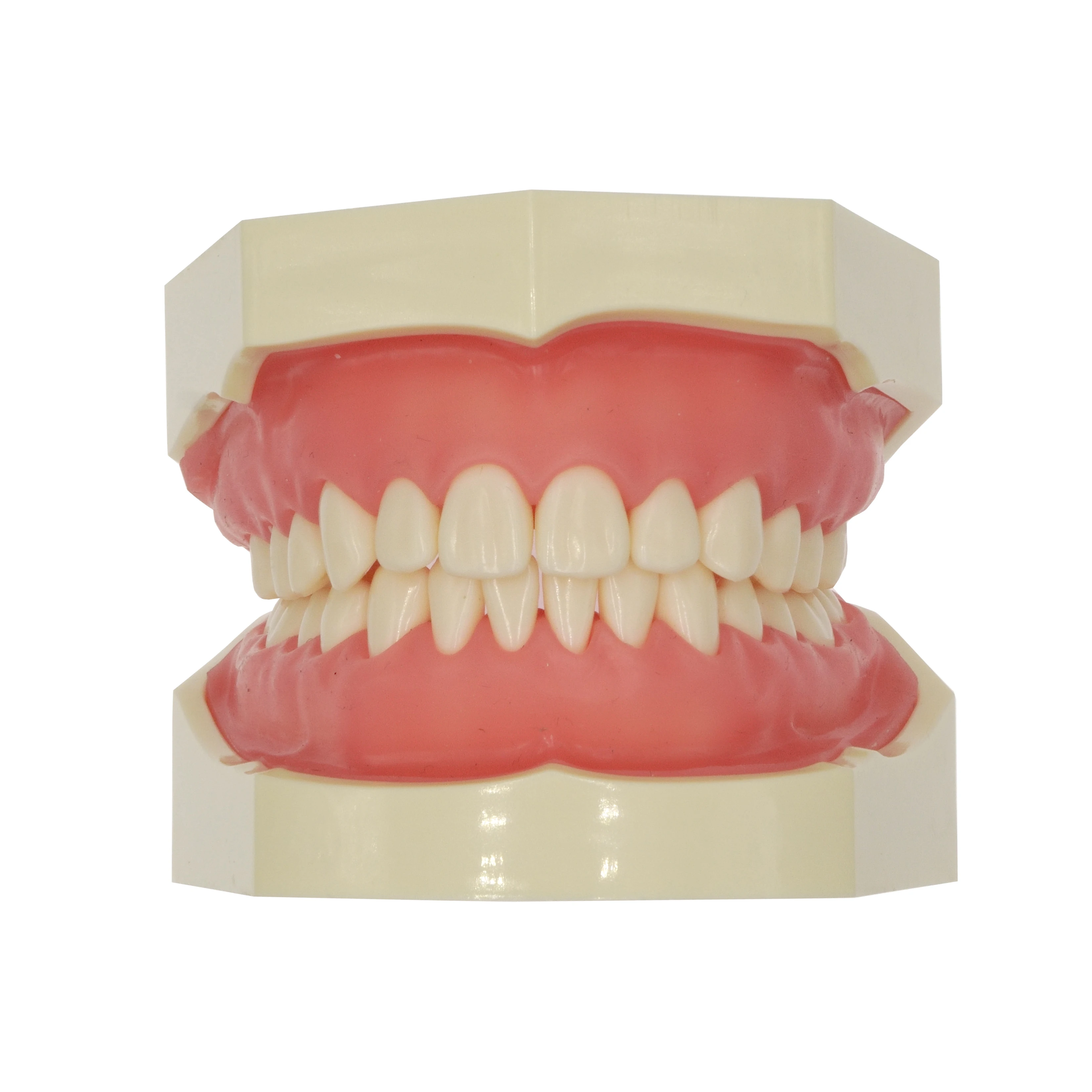 Standard Nissin Dental Model with 32pcs Typodont Teeth for Dental