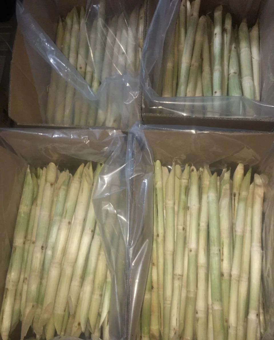 Premium Frozen Delicious Fresh Sugar Cane Sticks For Sugar Cane Juice