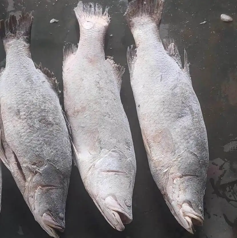 Frozen White Snapper Gutted Top Quality Fish From Indonesian Origin