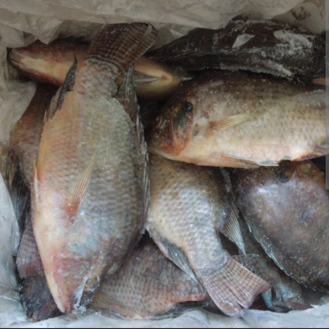 Frozen Seafood Supplier Frozen Black Tilapia Top Quality / Fresh Frozen