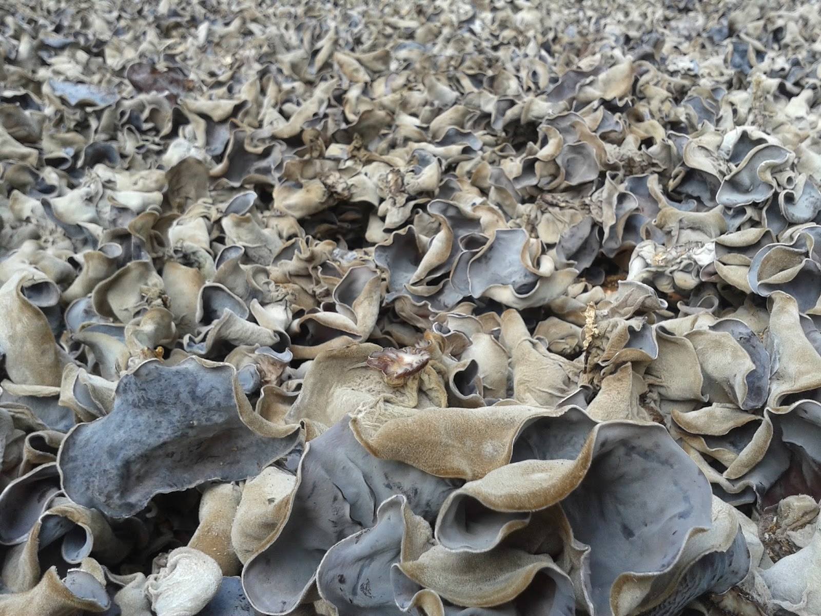 Export Stand Dried Woodear Mushroom / Tree Ear Fungus For Cooking