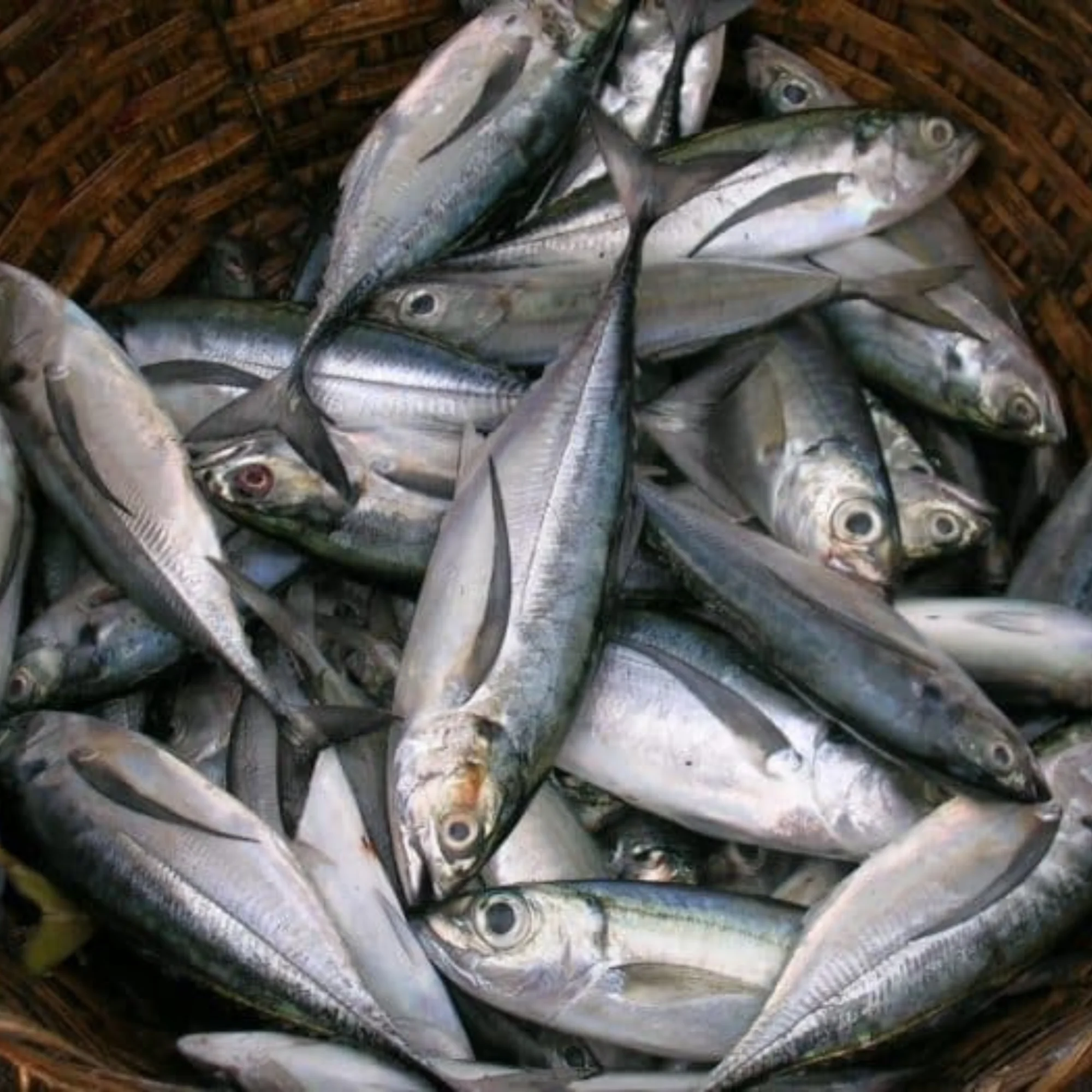 Natural Sea Fresh Male Mackerel Fish,Frozen Sea Cuisine Export Quality