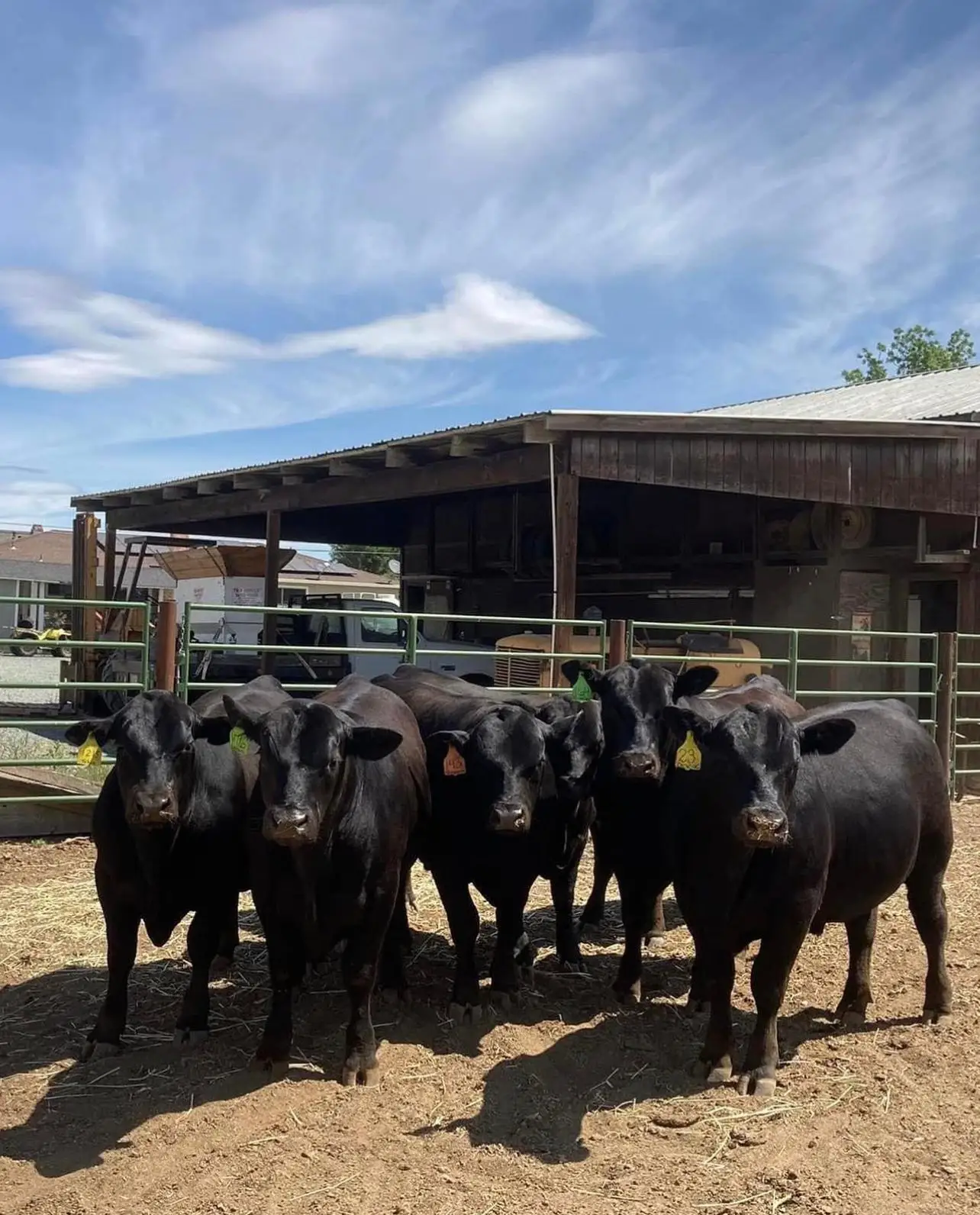 Pregnant Aberdeen Angus Bull Live Cattle And Animal Feed Buy Calf