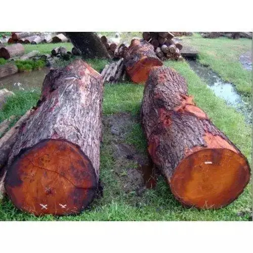 Red Round Oak Wood Logs / Pine Sawn Wood Logs Pine Round Wood For Sale