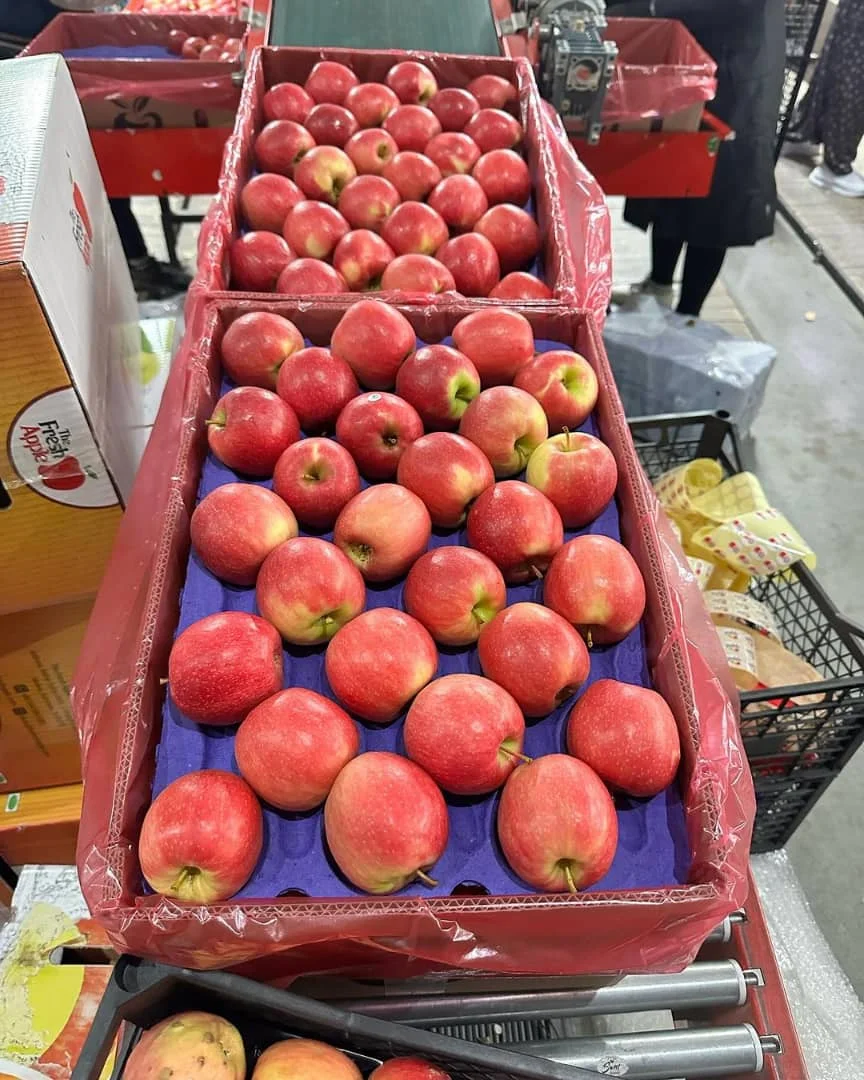 Fresh Apples Red Fuji Green Golden Delicious Apples Buy Cheap Price