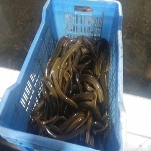 Factory Direct High Quality Frozen Eel Fish Whole Frozen Fresh Conger
