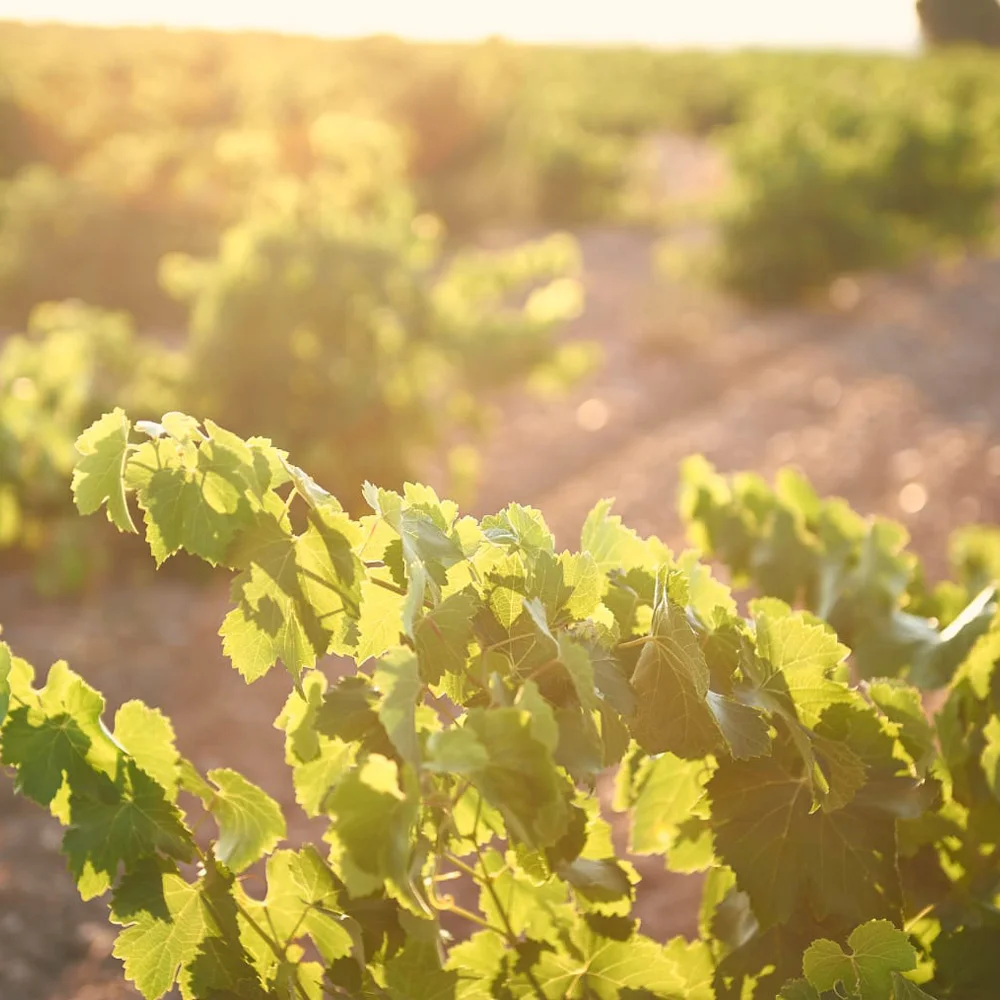 High Quality Spanish Premium 100 Verdejo Grapes Still Fruity Fresh