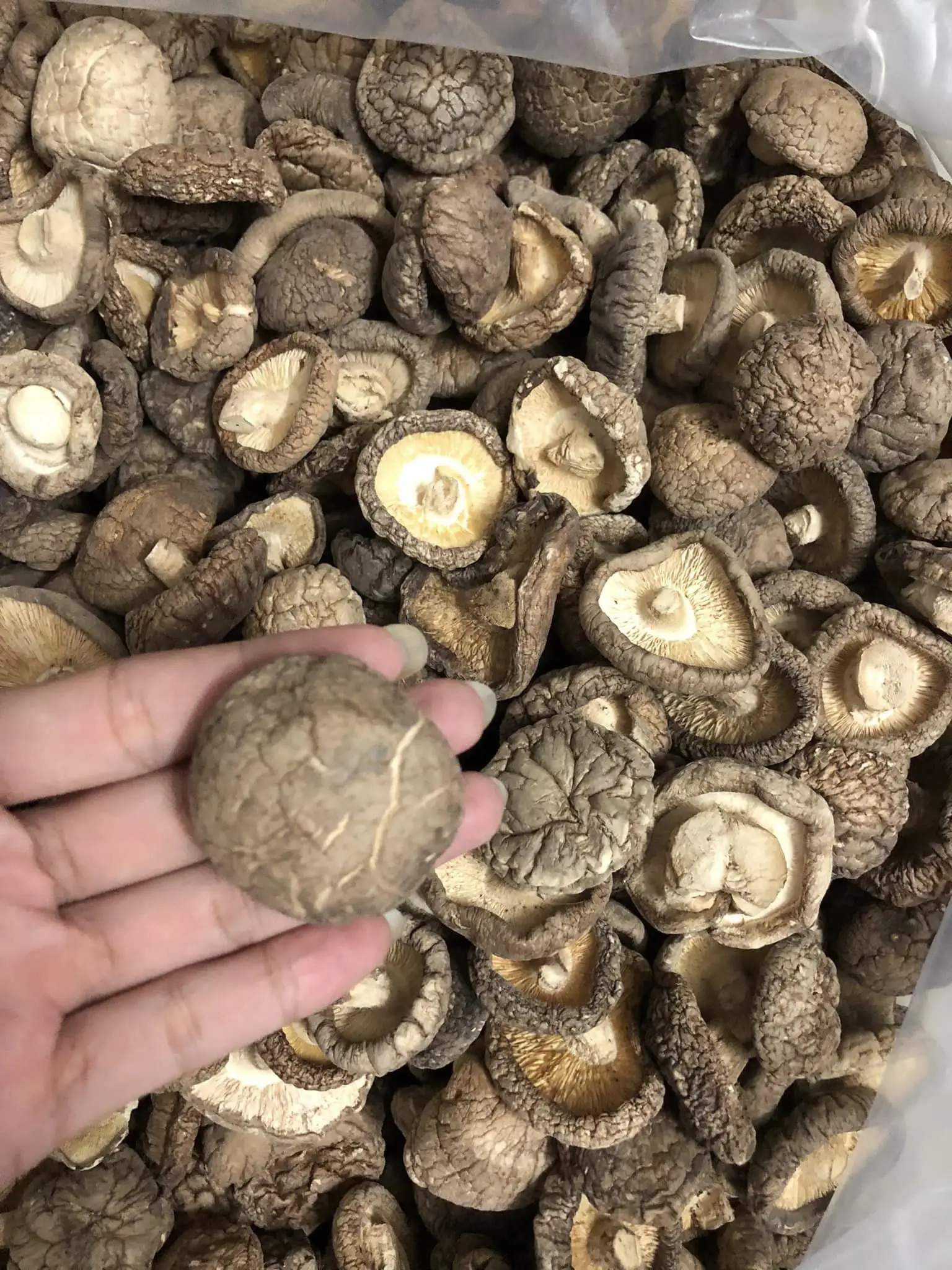 Allnatural Dried Shiitake Mushrooms Grown In Vietnam With The Cheapest Price Recently +84 56