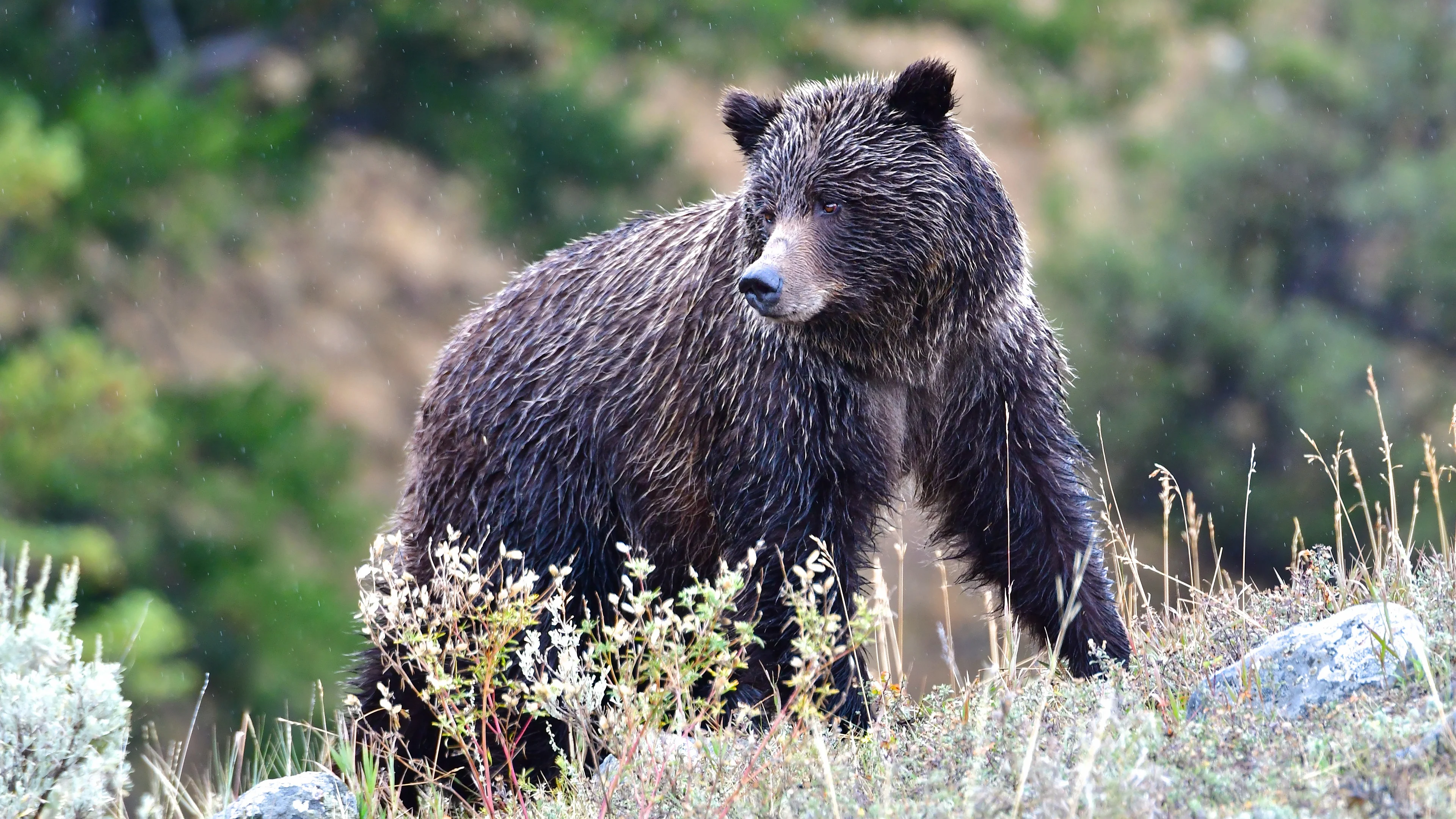 Will bear. Медведи Гризли Йеллоустоун. Медведь Гризли фото. Волосатый медведь. Медведь обои.