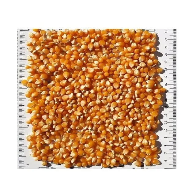 Yellow Corn White Maize For Human Animal Feed Sweet Corn Price Packaging In Bags Yellow For Sale