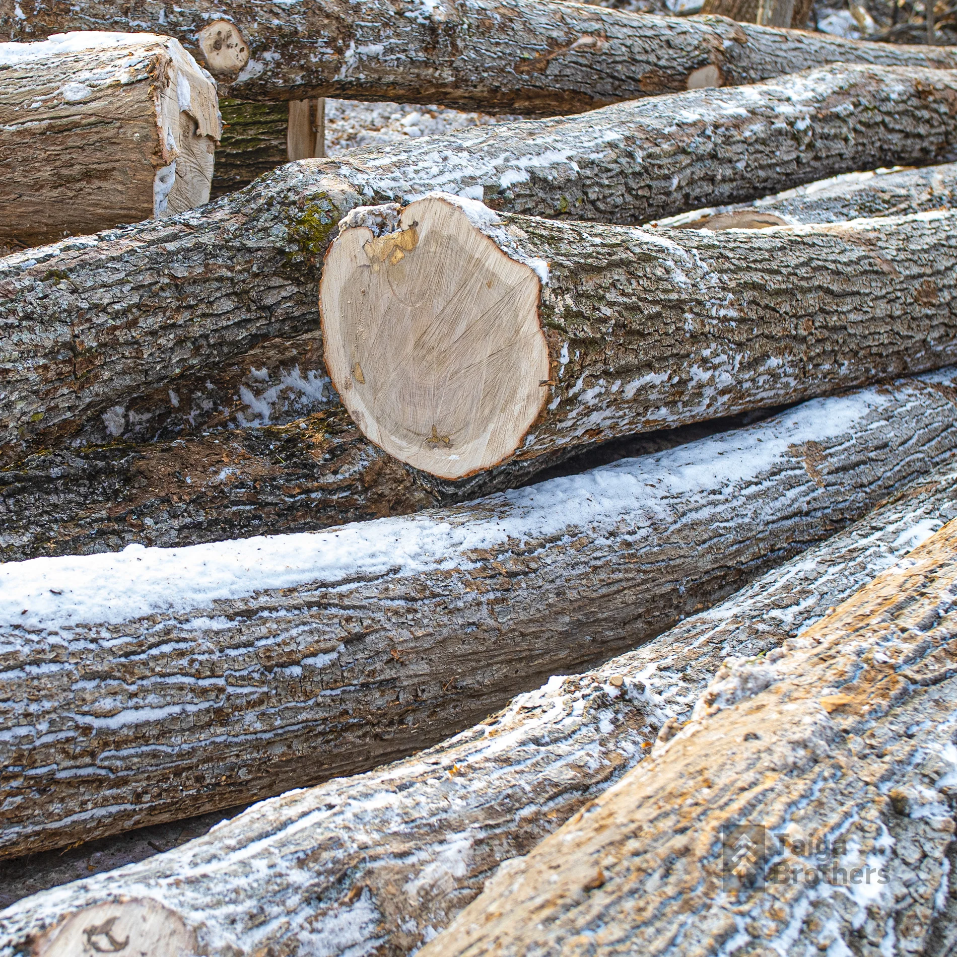 Exotic Mongolian Oak Roundwood Hardwood Timber Wood Oak Logs,Oak Wood