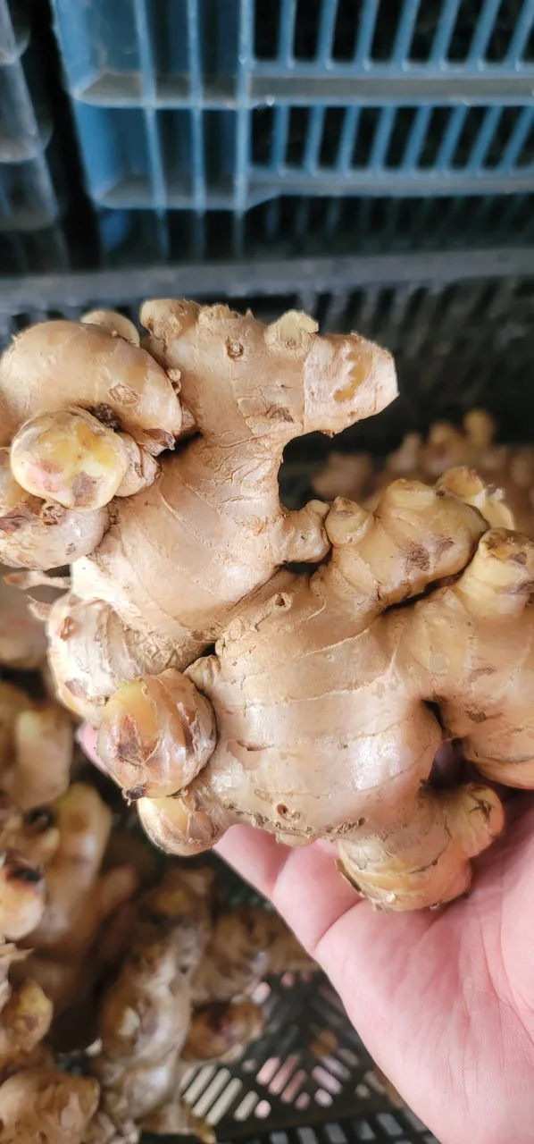 Best Quality Elephant Ginger Fresh Matured Gingers Sample Free Various