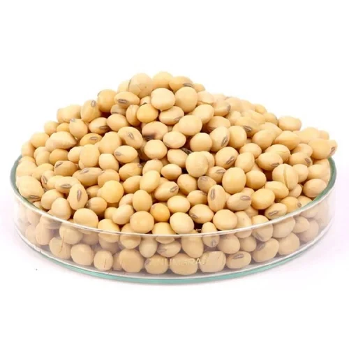 Soybean Seed Available For Sale At Affordable Price Buy Soybean Seed